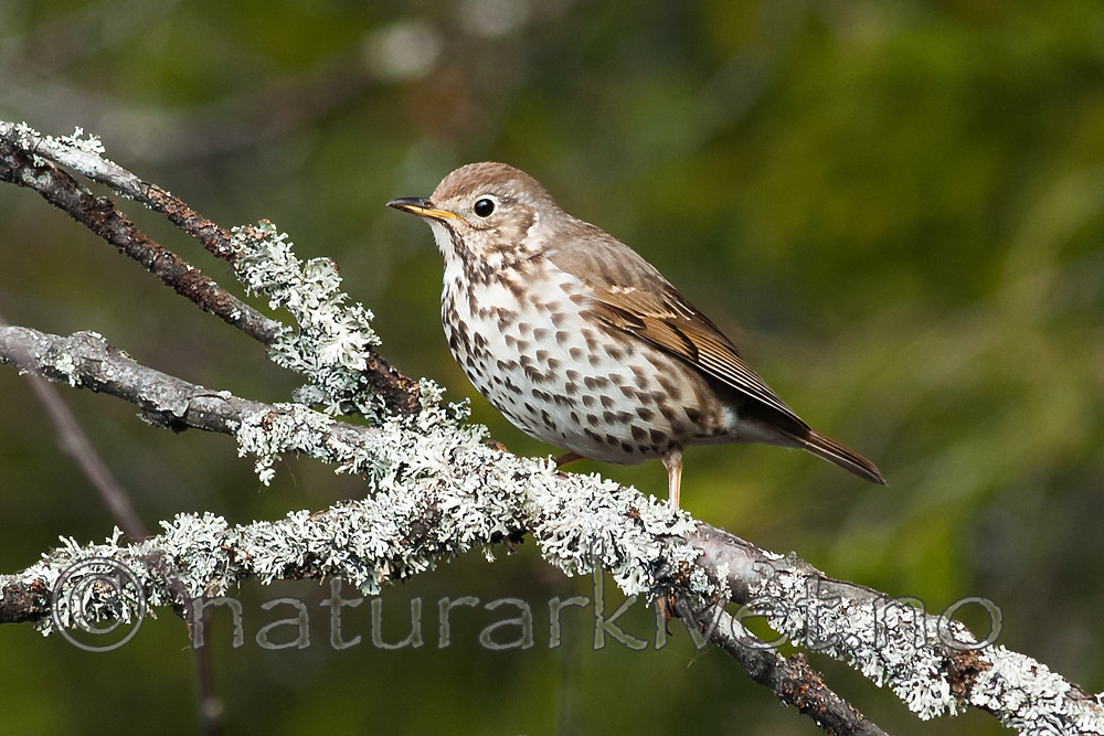 BB 11 0453 / Turdus philomelos / Måltrost