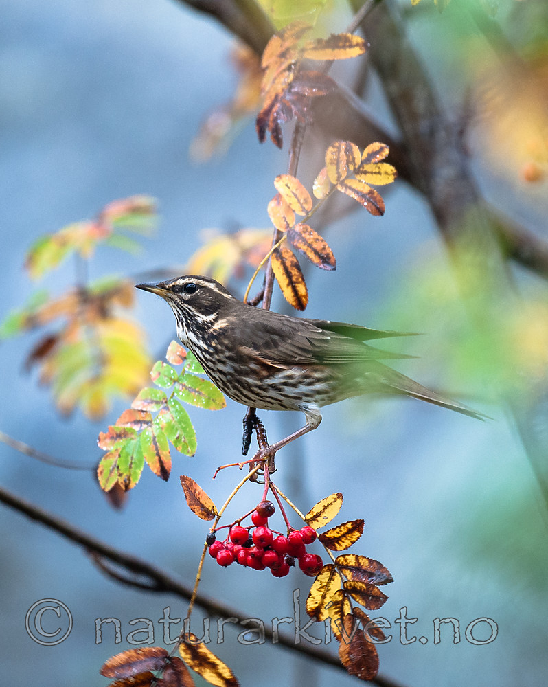 BB 11 0457 / Sorbus aucuparia / Rogn <br /> Turdus iliacus / Rødvingetrost