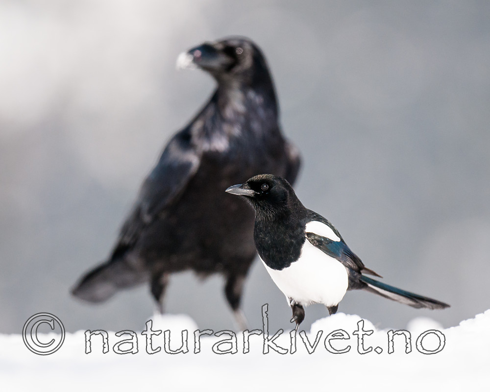 BB 11 0458 / Corvus corax / Ravn <br /> Pica pica / Skjære