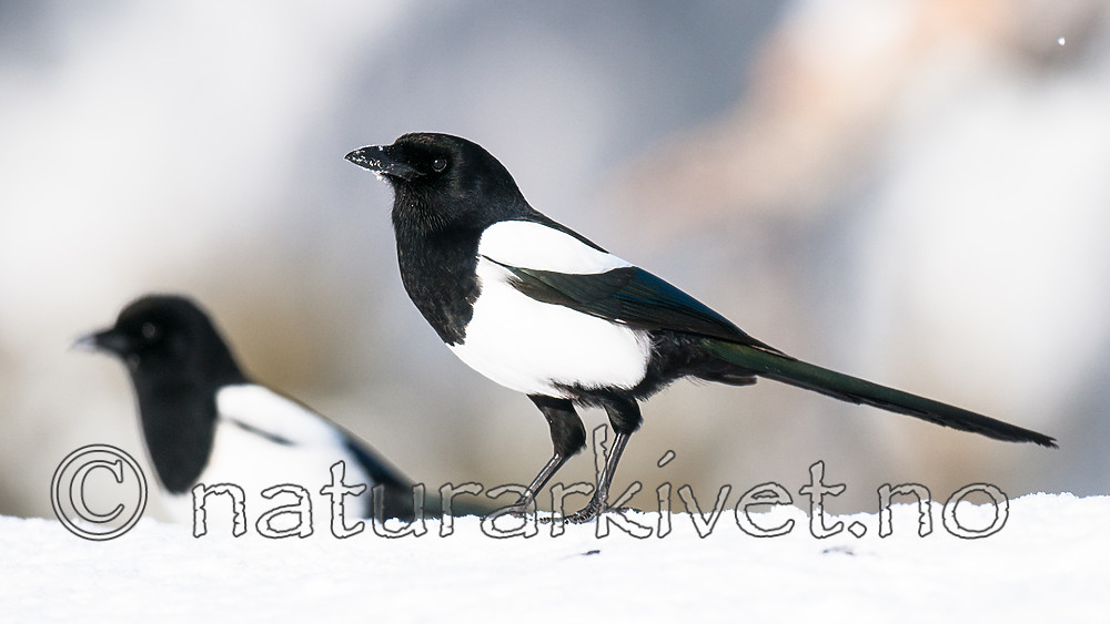 BB 11 0460 / Pica pica / Skjære