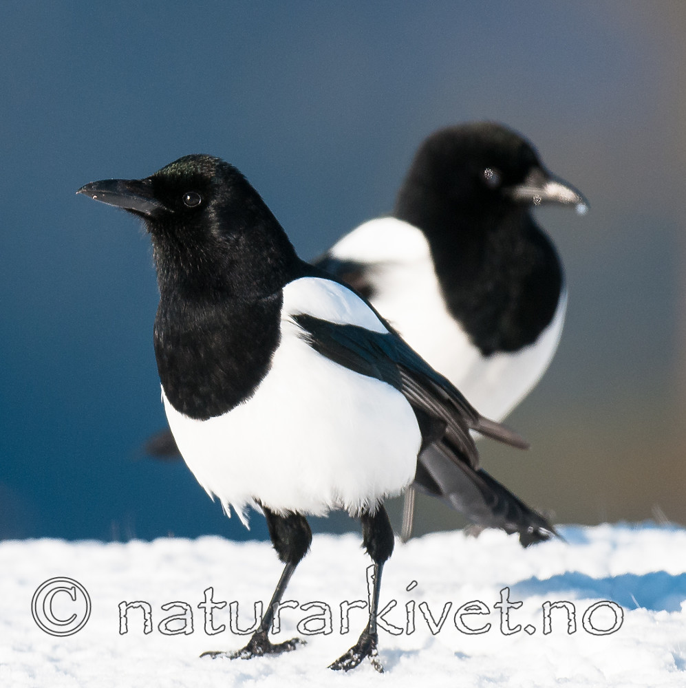 BB 11 0461 / Pica pica / Skjære