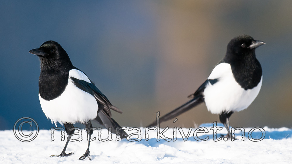 BB 11 0462 / Pica pica / Skjære