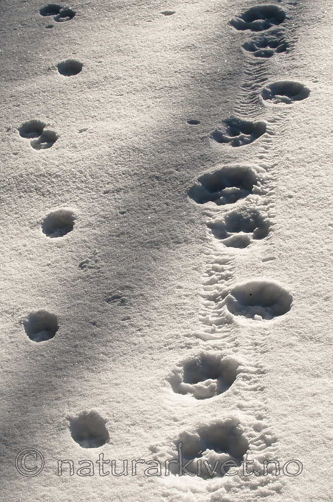 BB 11 0466 / Lynx lynx / Gaupe