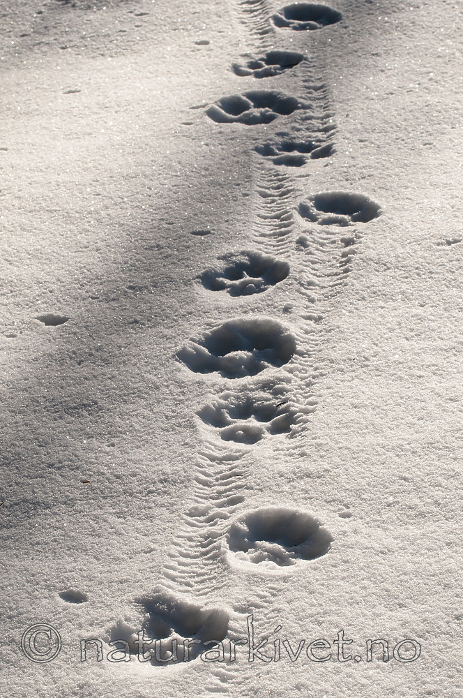 BB 11 0467 / Lynx lynx / Gaupe