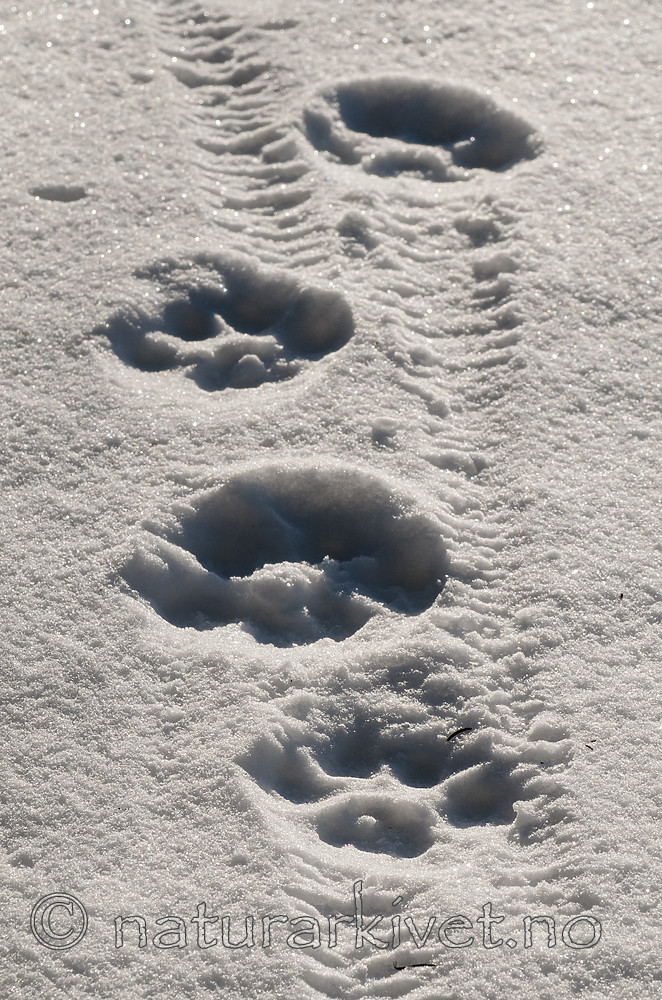 BB 11 0469 / Lynx lynx / Gaupe