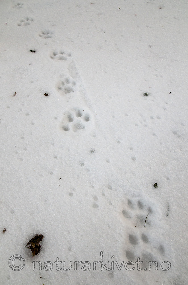 BB 11 0470 / Lynx lynx / Gaupe