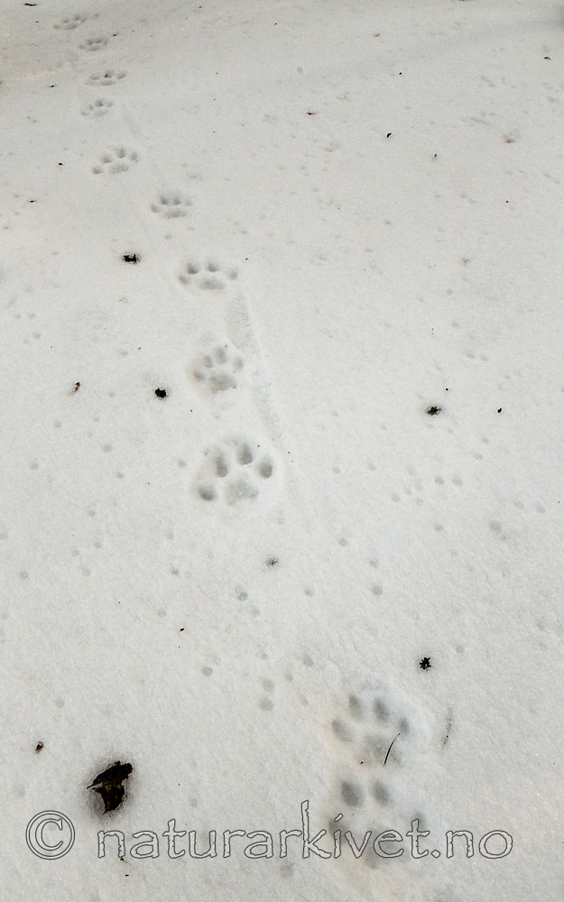 BB 11 0472 / Lynx lynx / Gaupe