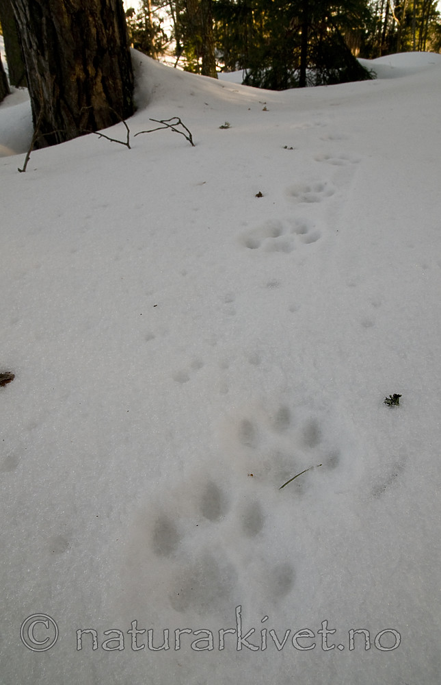 BB 11 0473 / Lynx lynx / Gaupe