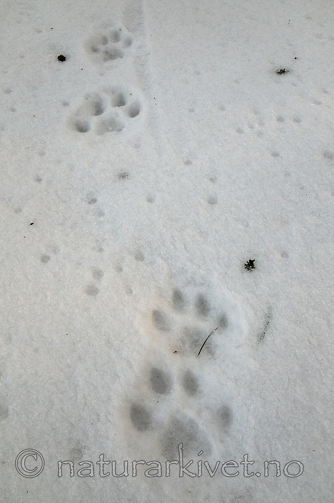 BB 11 0474 / Lynx lynx / Gaupe