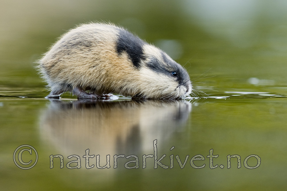 BB 11 0477 / Lemmus lemmus / Lemen