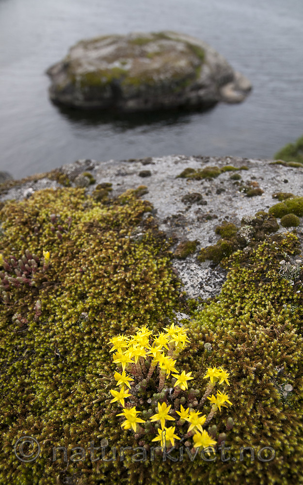 BB 11 0479 / Sedum acre / Bitterbergknapp