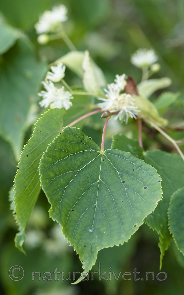 BB 11 0483 / Tilia cordata / Lind