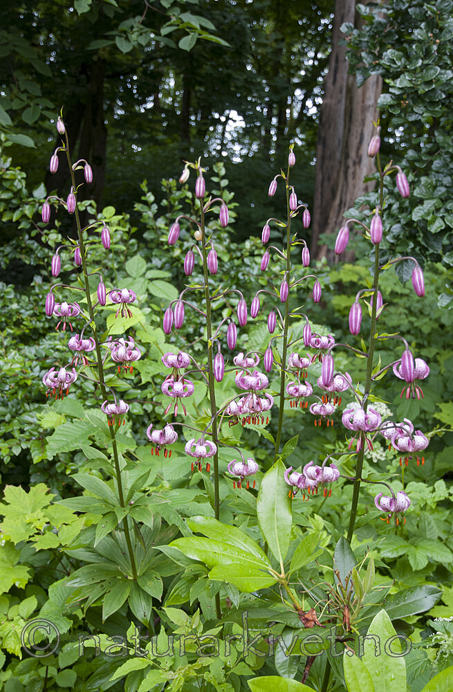 BB 11 0491 / Lilium martagon / Krøll-lilje