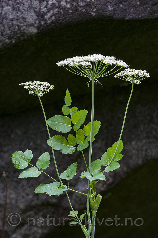 BB 11 0492 / Laserpitium latifolium / Hvitrot