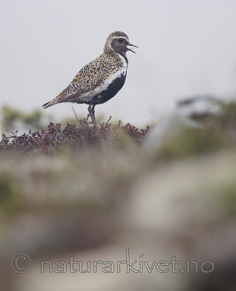 BB 11 0496 / Pluvialis apricaria / Heilo