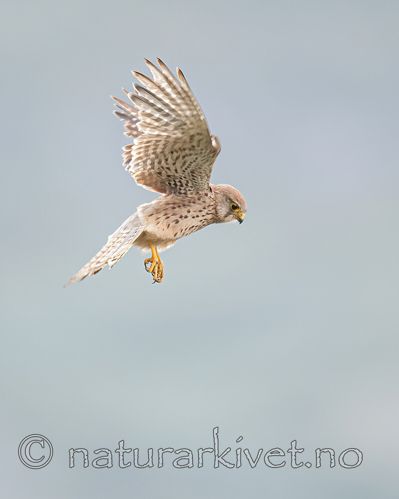 BB 11 0497 / Falco tinnunculus / Tårnfalk