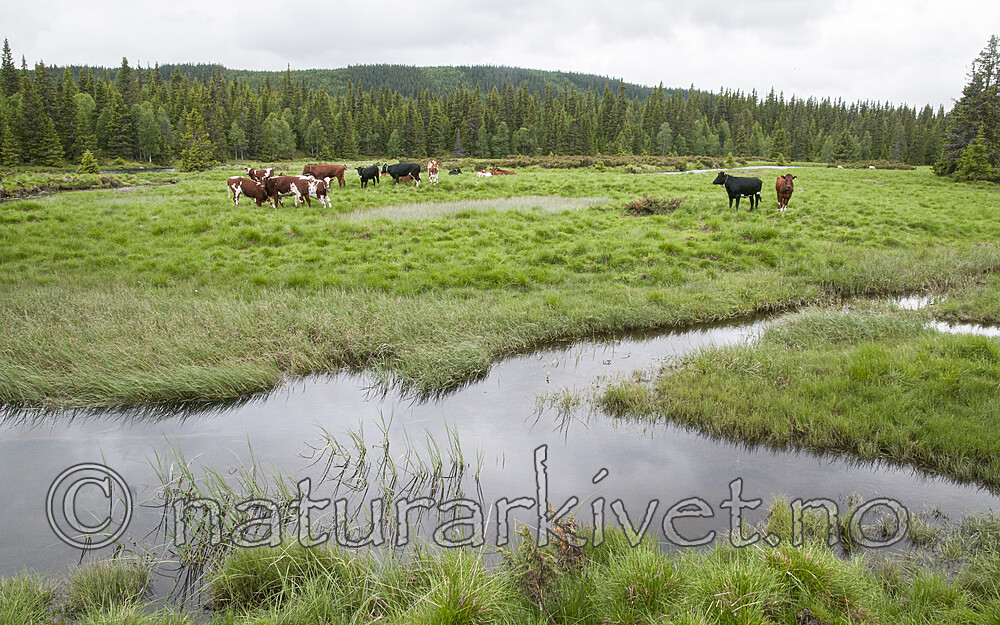 BB 11 0498 / Bos taurus / Storfe