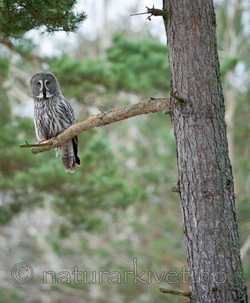 BB 12 0011 / Pinus sylvestris / Furu <br /> Strix nebulosa / Lappugle