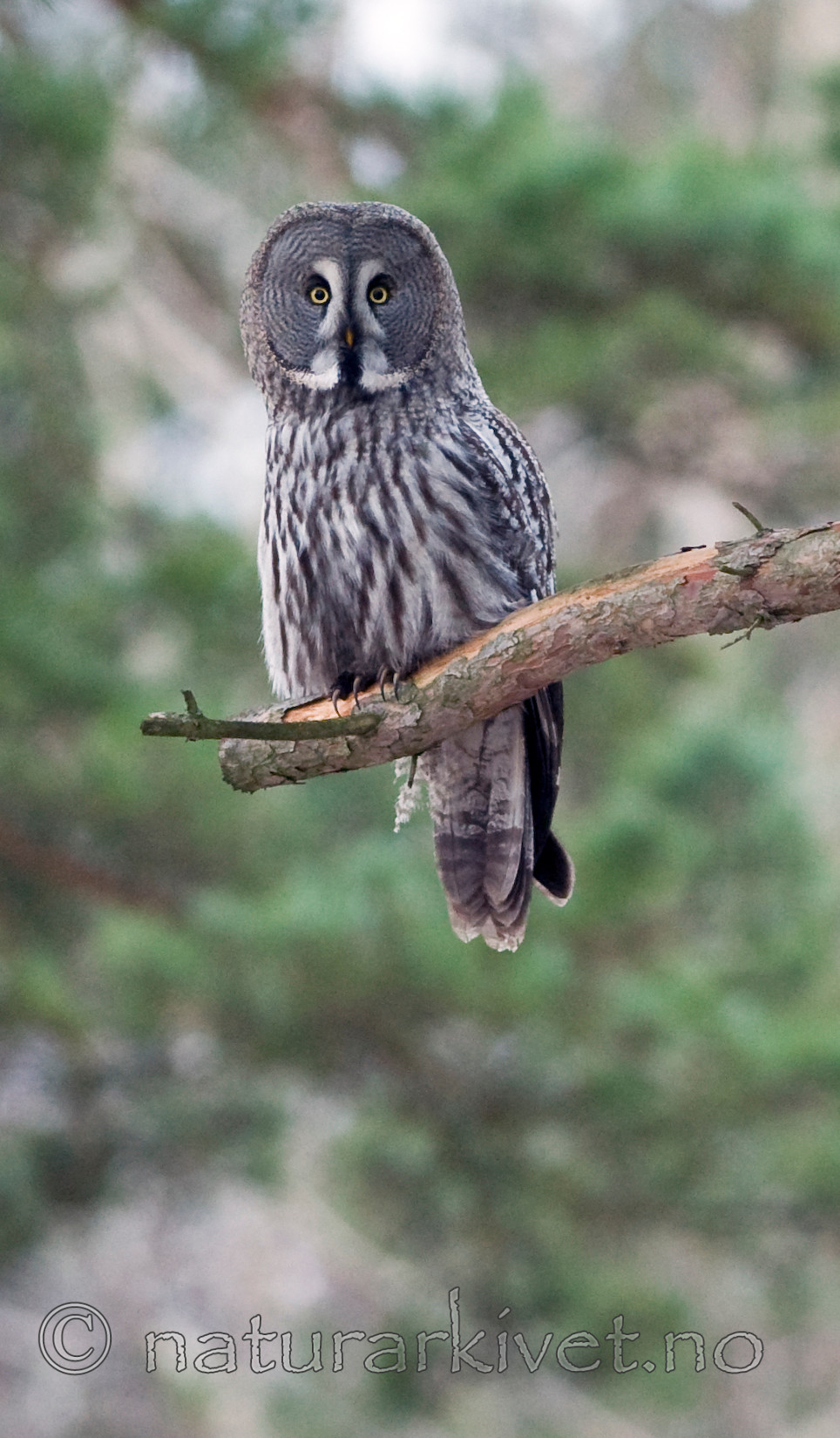 BB 12 0013 / Strix nebulosa / Lappugle