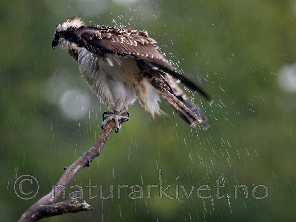 BB 12 0040 / Pandion haliaetus / Fiskeørn