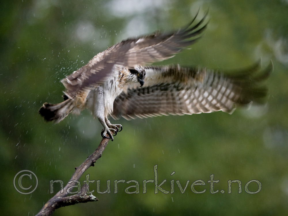 BB 12 0046 / Pandion haliaetus / Fiskeørn