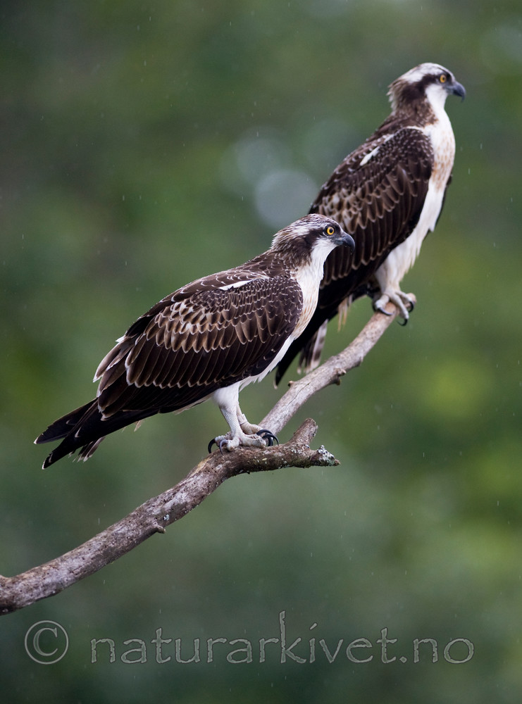 BB 12 0049 / Pandion haliaetus / Fiskeørn