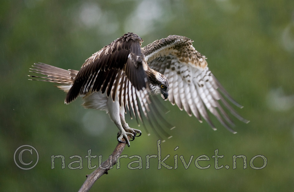 BB 12 0050 / Pandion haliaetus / Fiskeørn