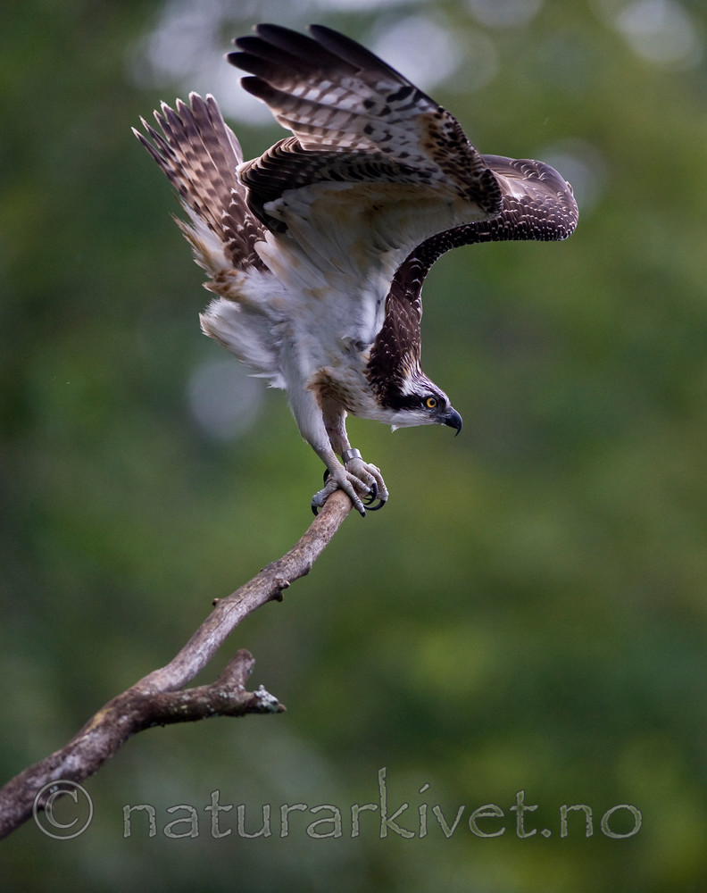 BB 12 0051 / Pandion haliaetus / Fiskeørn