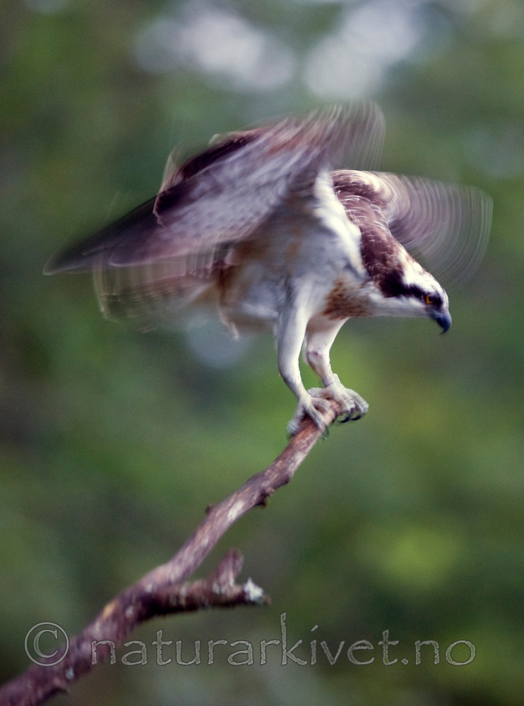 BB 12 0052 / Pandion haliaetus / Fiskeørn