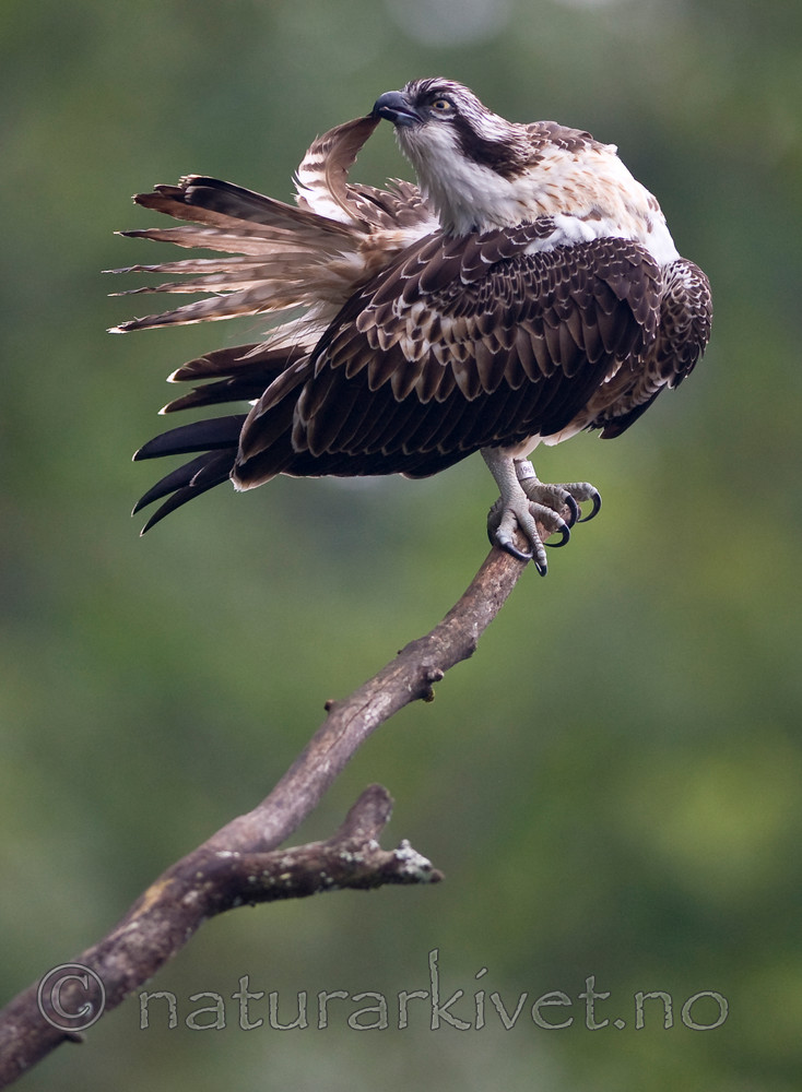 BB 12 0056 / Pandion haliaetus / Fiskeørn