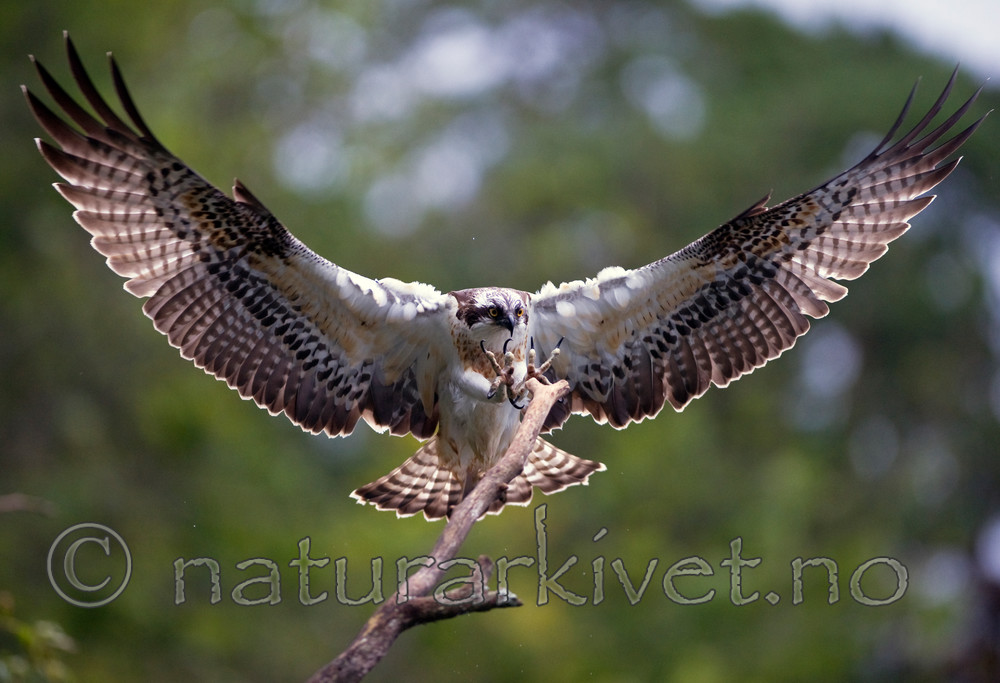 BB 12 0064 / Pandion haliaetus / Fiskeørn