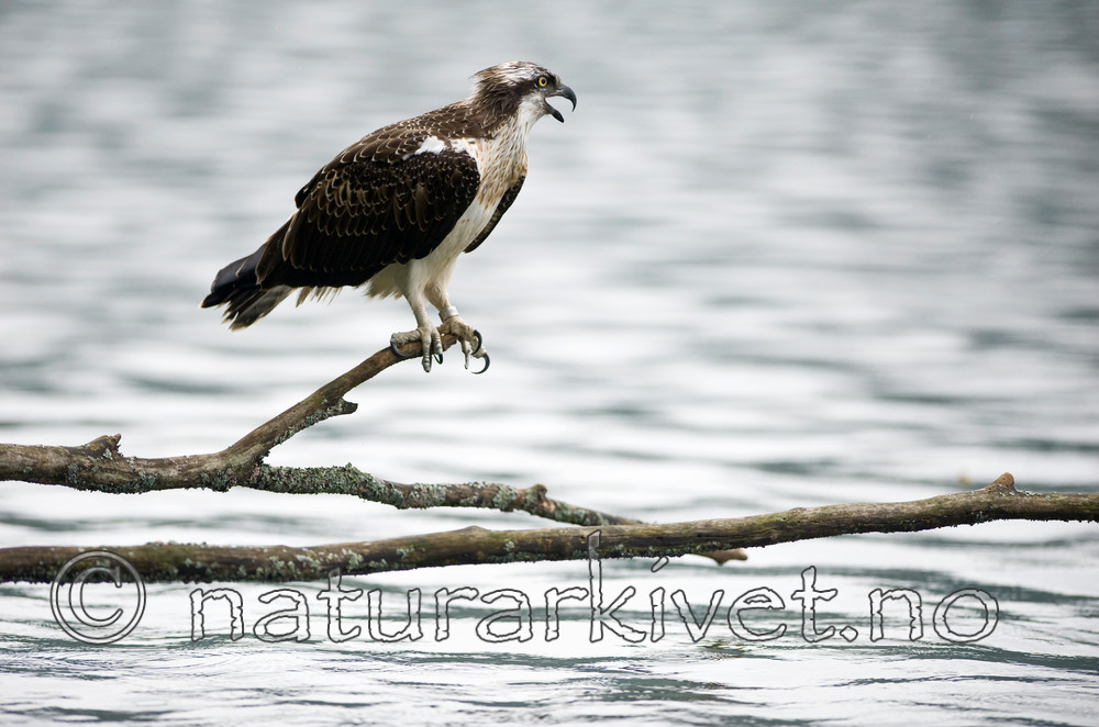 BB 12 0068 / Pandion haliaetus / Fiskeørn