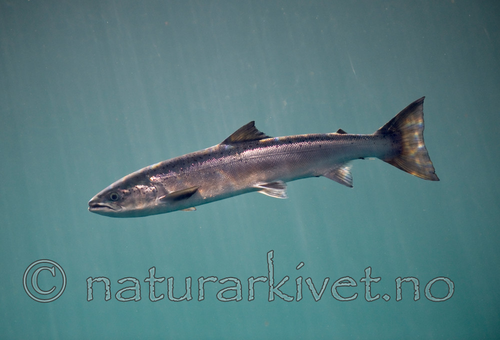 BB 12 0075 / Salmo salar / Laks