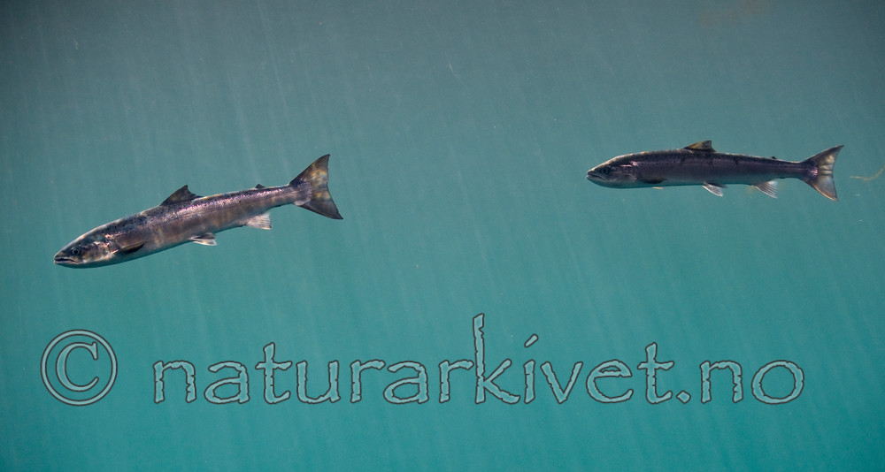 BB 12 0076 / Salmo salar / Laks