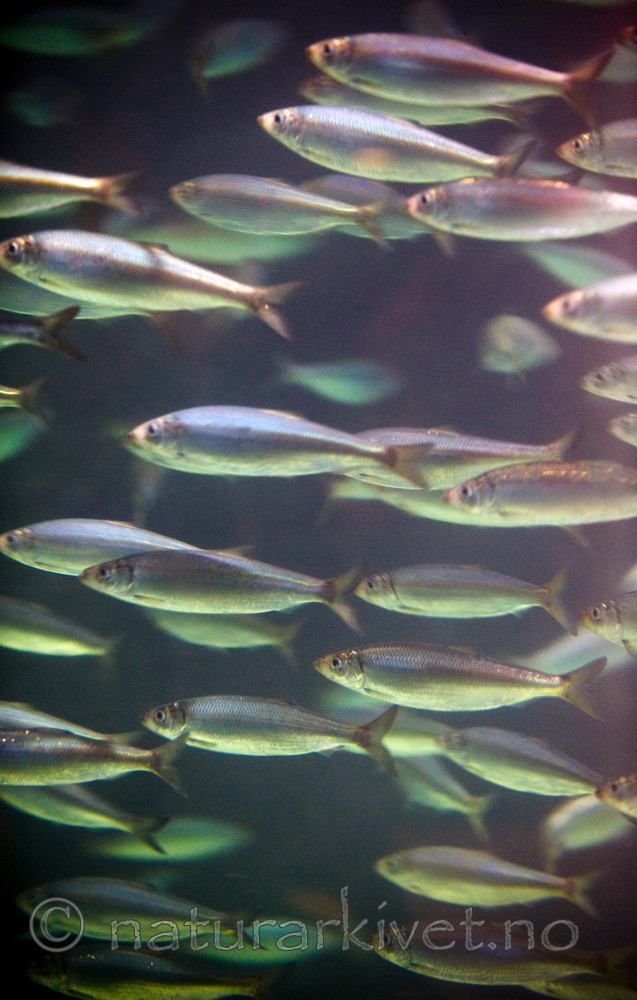 BB 12 0077 / Clupea harengus / Sild