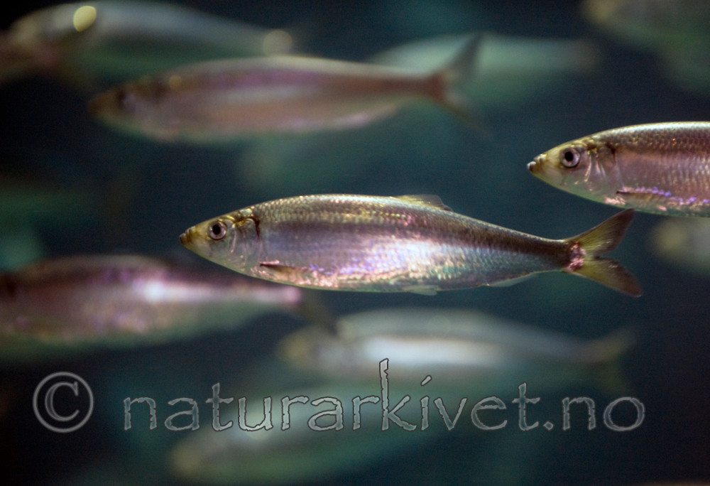 BB 12 0078 / Clupea harengus / Sild