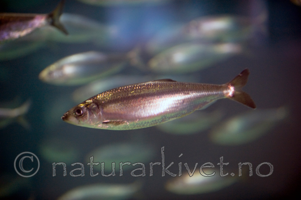 BB 12 0079 / Clupea harengus / Sild