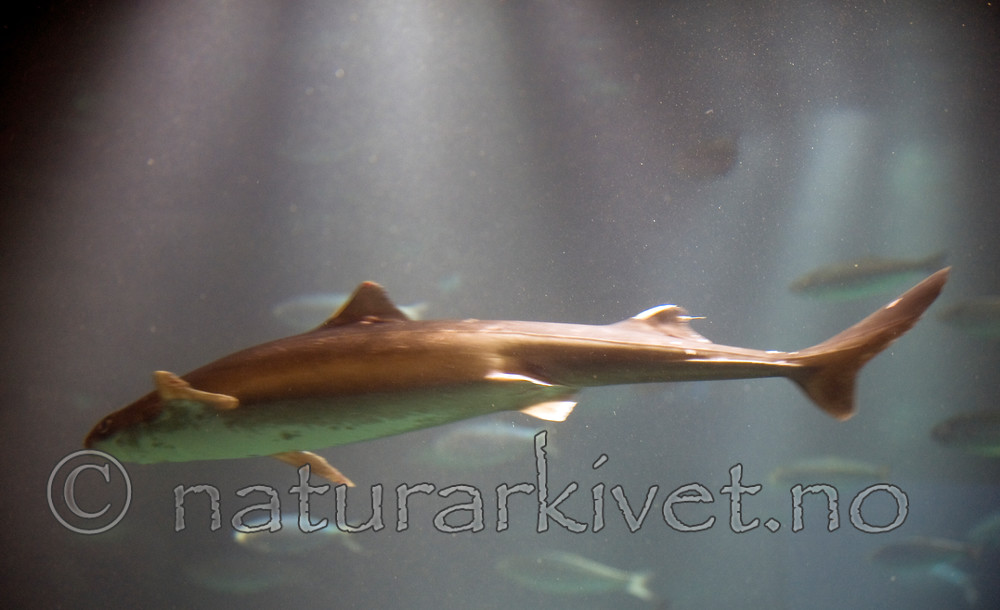 BB 12 0080 / Clupea harengus / Sild <br /> Squalus acanthias / Pigghå