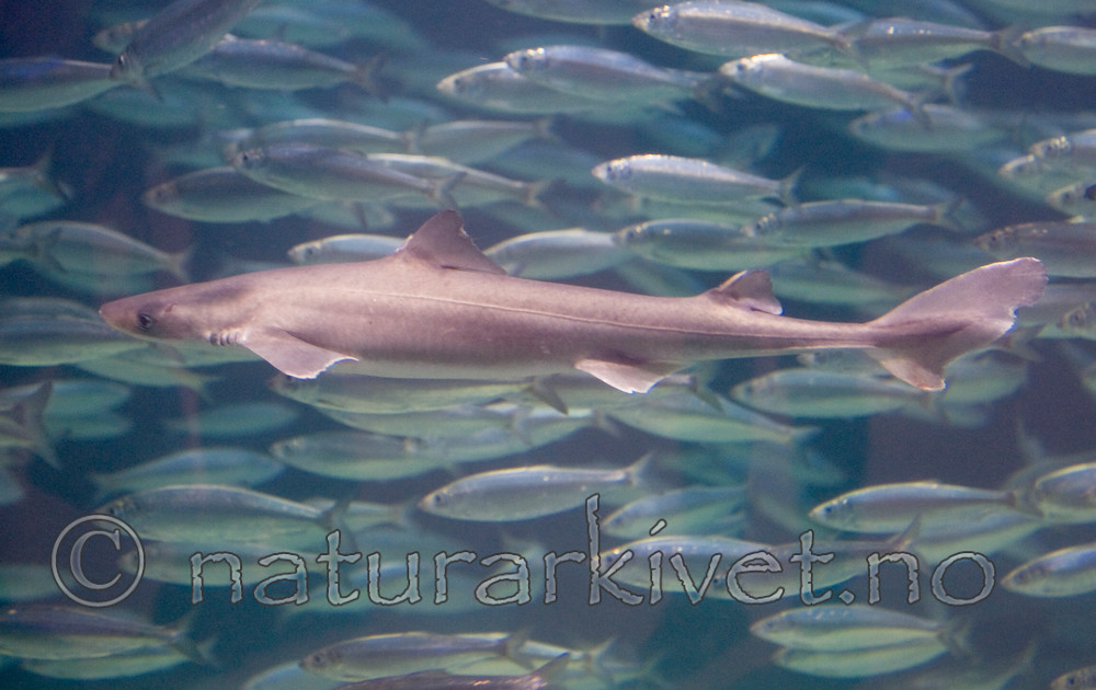 BB 12 0081 / Clupea harengus / Sild <br /> Scomber scombrus / Makrell <br /> Squalus acanthias / Pigghå