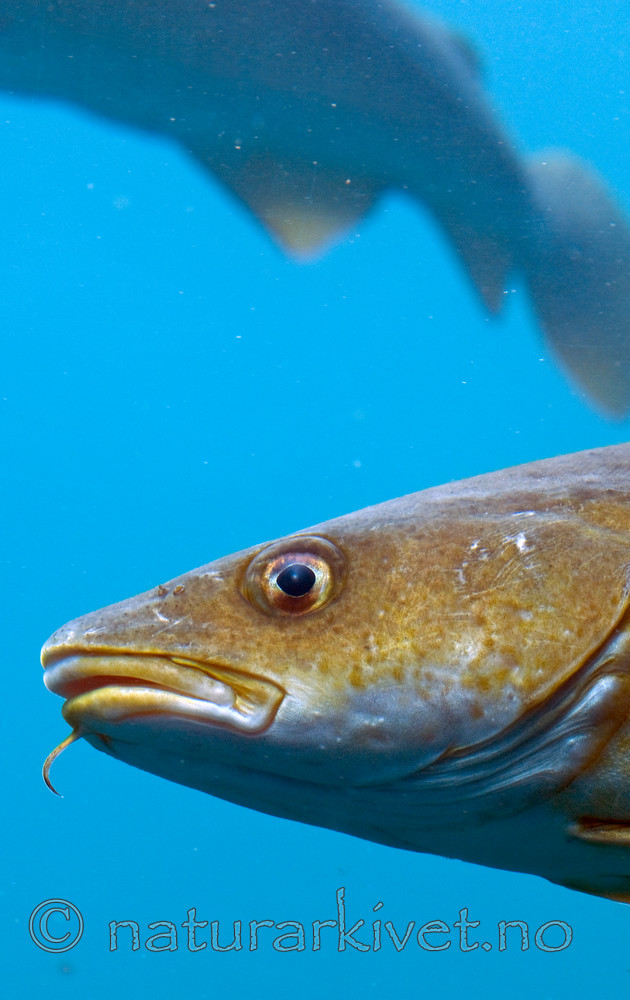 BB 12 0084 / Gadus morhua / Torsk