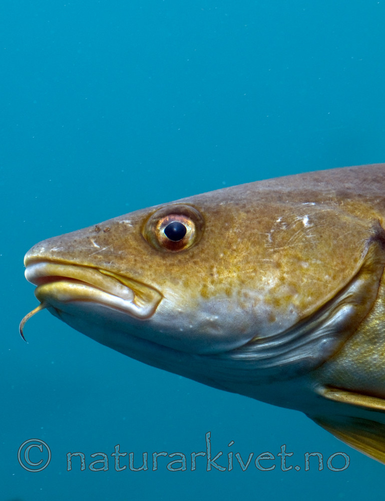 BB 12 0085 / Gadus morhua / Torsk