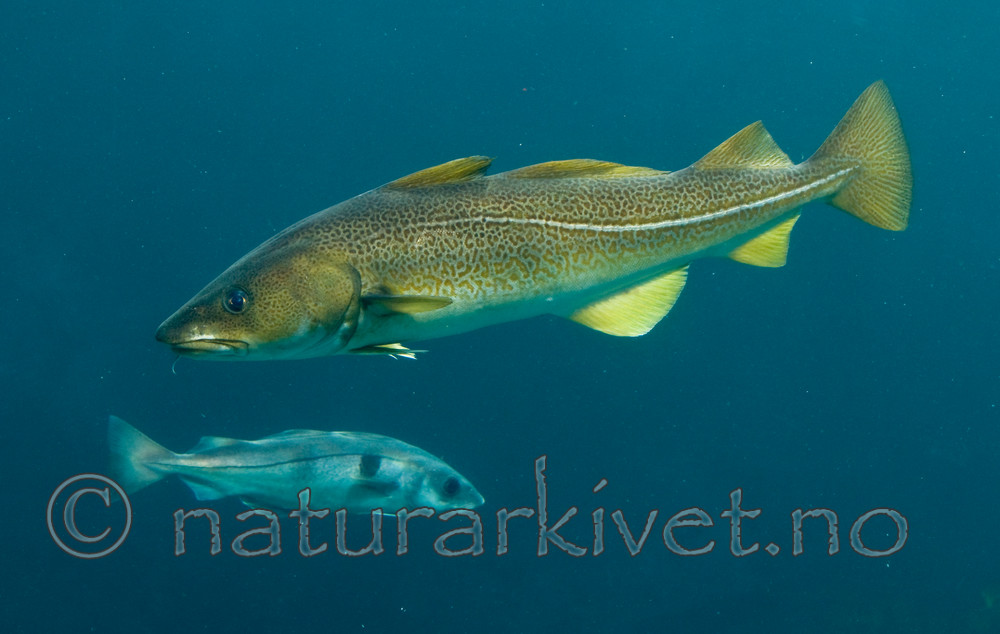 BB 12 0087 / Gadus morhua / Torsk <br /> Melanogrammus aeglefinus / Hyse