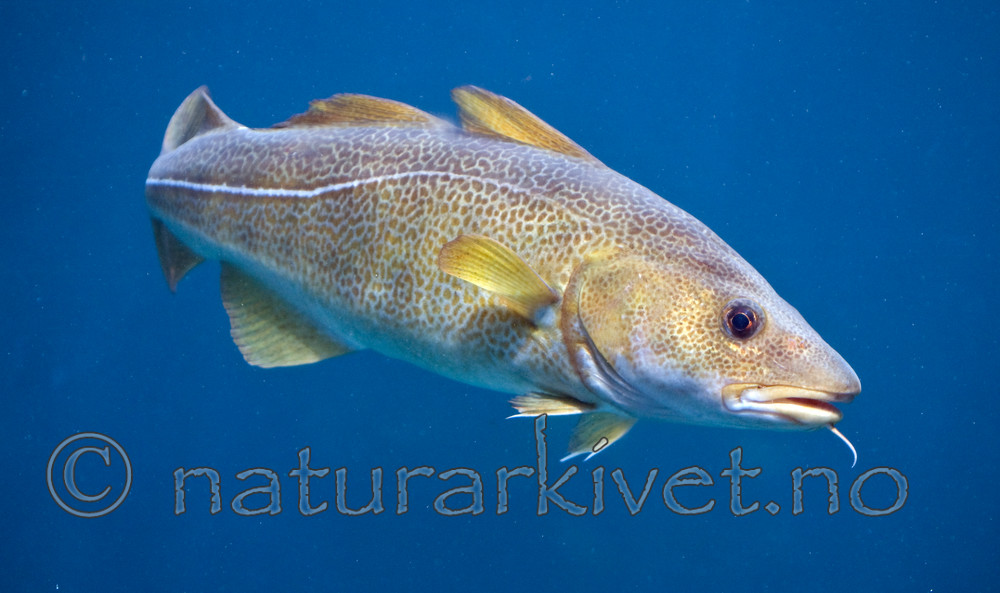 BB 12 0088 / Gadus morhua / Torsk