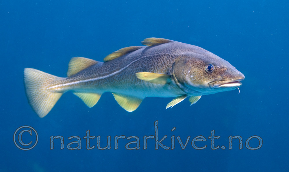 BB 12 0089 / Gadus morhua / Torsk