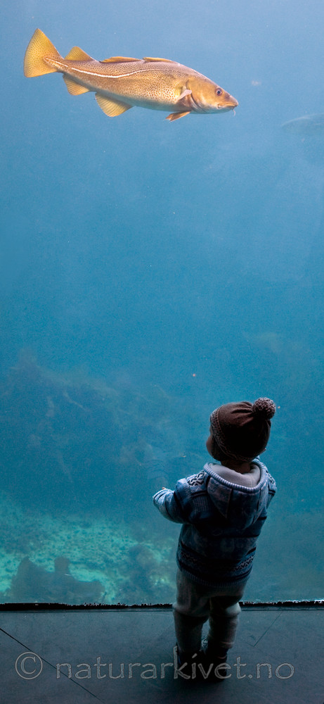 BB 12 0090 / Gadus morhua / Torsk