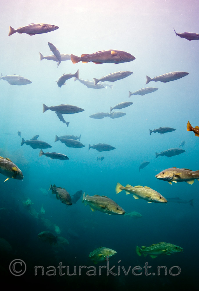 BB 12 0092 / Gadus morhua / Torsk <br /> Melanogrammus aeglefinus / Hyse <br /> Pollachius virens / Sei