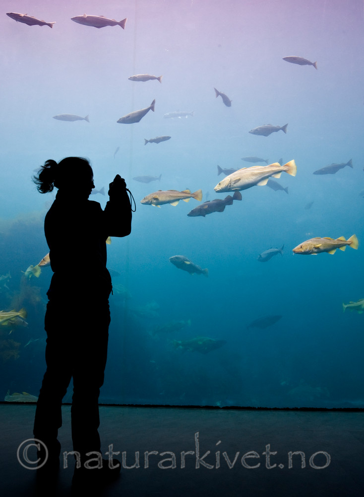 BB 12 0093 / Gadus morhua / Torsk <br /> Pollachius virens / Sei