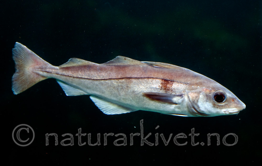 BB 12 0094 / Melanogrammus aeglefinus / Hyse