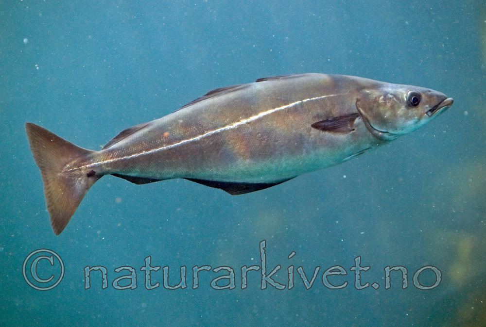 BB 12 0096 / Pollachius virens / Sei