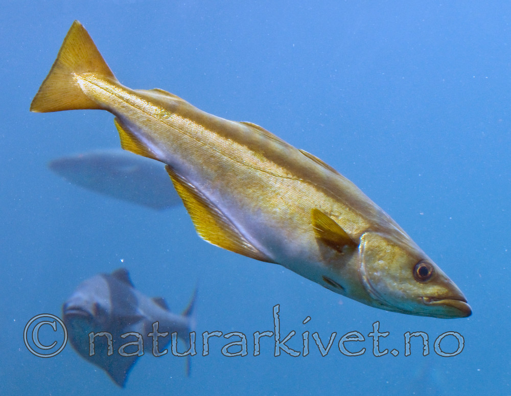 BB 12 0097 / Pollachius pollachius / Lyr <br /> Pollachius virens / Sei